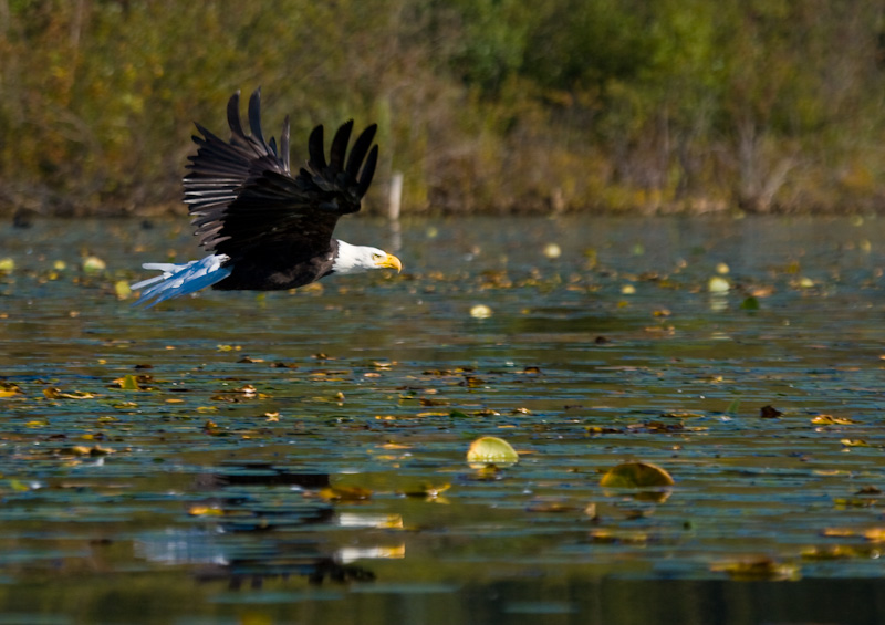 Bald Eagle